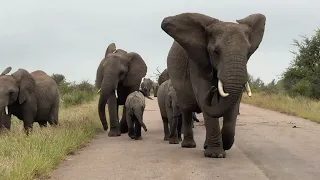 Elephants Make The Best Animal Roadblocks!