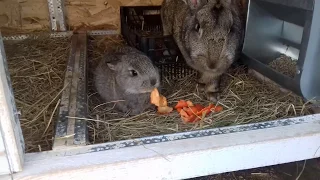 Чем кормить кроликов зимой, крольчих после окрола и маленьких крольчат