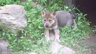 Adorable Wolf Pup Encounters a Fly