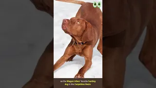 Vizsla Dog Breed Guide | #petmoo | #shorts