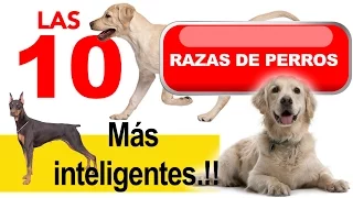 LAS 10 RAZAS DE PERROS MAS INTELIGENTES DEL MUNDO.