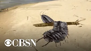 Scientists reveal discovery of giant millipede "as big as a car"