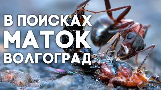 In searching of ant queens in Volgograd? or how to catch an ant queen?