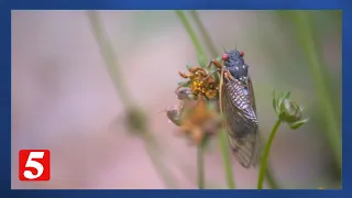 Certified Tennessee Naturalist encourages community to embrace Cicadas