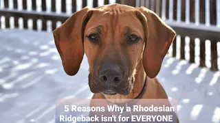 5 Reasons why a Rhodesian Ridgeback isn't for everyone!