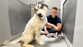 Watch the moment this sad Husky Shakes the First Time