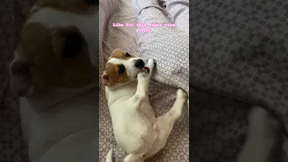 Adorable Puppy's Leg Catch