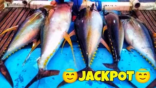 YELLOW FIN TUNA BEST FISHING TECHNIQUES, CATCHING LOT'S OF TUNA, TRADITIONAL FISHING !!