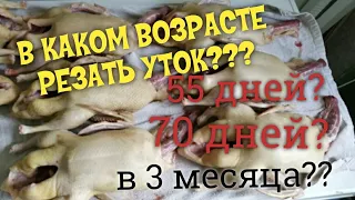 В КАКОМ ВОЗРАСТЕ РЕЗАТЬ УТОК/ВЕС УТОК В 2.5 МЕСЯЦА/ВЕС УТОК В 70 ДНЕЙ/РЕЗУЛЬТАТОМ ДОВОЛЬНЫ