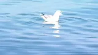 01741 Northern Fulmar Swanage Pelagic 1