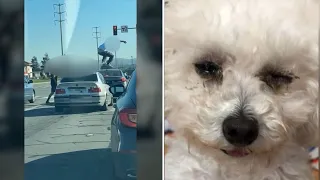 Dog nearly blinded in Bay Area road rage incident - VIDEO