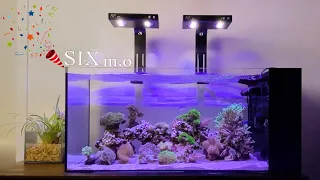 6 month update on softie reef tank!