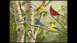 RELAXATION.WONDERFUL BIRDSONG.РЕЛАКСАЦИЯ. Чудесное пение птиц.