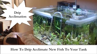 Adding New Fish? How To Drip Acclimate New Fish To Your Tank