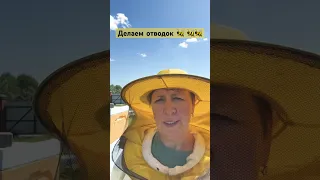 Как сделать отводок  пчел 🐝 без заморочек #пасека #пчелы #улей #мед #ответ #пчеловодство  #деревня