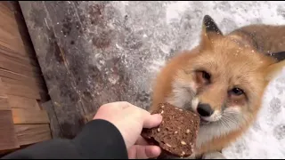 Alice the fox. Providing healthy treats.