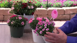 Indoor Potted Dianthus from Selecta One North America