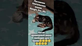 Мраморный бенгальский котик