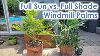 Can a Palm Tree Grow in Full Shade? Comparing windmill palms grown in full sun and full shade.