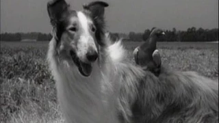 Lassie - Episode #203 - "Homing Pigeon"  - Season 6, Ep. 21 -  01/31/1060
