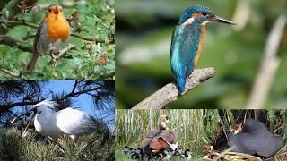 Birds of the Netherlands, their song, call or sound. 118 species.