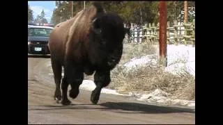 "Facing the Storm: Story of the American Bison" (2010) - Trailer #3