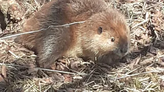 Trap wise Beaver: How to deal with them