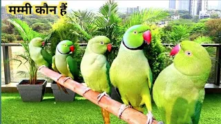 Ringnaeck Parrot Talking Videos| Parrot Natural Sounds| Tanishu Singh Miniature|@ParroTube