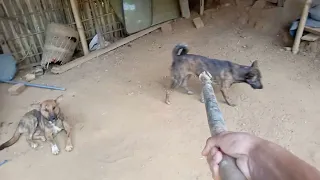 Slaughter Of Dogs by Chinese Man