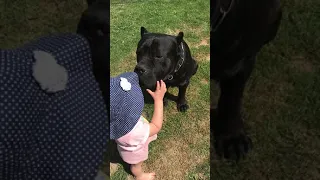 Giant CANE CORSO dog shows teeth to child