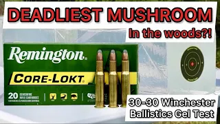 30-30 Remington CoreLokt 150gr Ammo Review & Ballistics Gel Test: GOOD LEVER ACTION AMMO?!