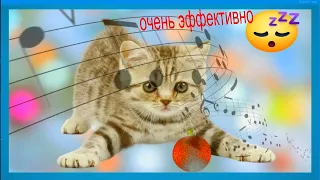 🐱расслабляющая музыка для кошек 💤 очень эффективно для сна, успокаивает беспокойную кошку "RUмузыка"