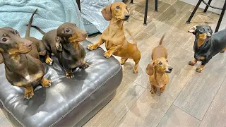 One Hour and a Half Enjoyable Sausage dogs puppies Video compilation  Funny Playful Cute video