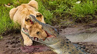 Giant Nile Crocodile Attacks Lion To Reclaim Stolen Prey, Terrible Tragic Ending Happened Suddenly!