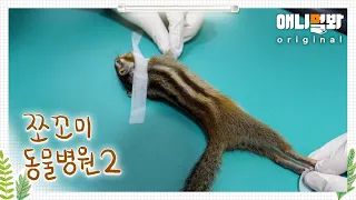 Animal Hospital for Tiny Animals2 Ep 10 (Patient:Jjang-a,Chipmunk)