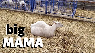 Why is she taking so long to lamb?: Vlog 190
