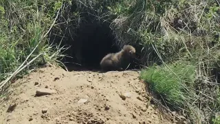 Лисята  в райском 😿😹🦊