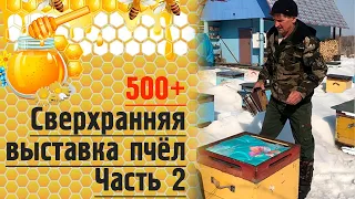 500+ Сверхранняя выставка пчёл. Часть 2.