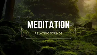 Relaxing music time lapse meditation forest