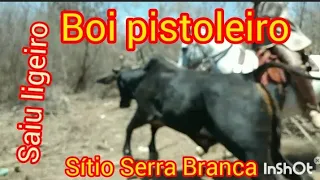 carreira do boi pistoleiro no sítio Serra Branca em Iguaraci