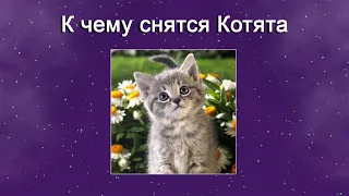 К чему снятся Котята – толкование сна по Соннику