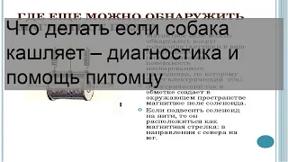 Что делать если собака кашляет – диагностика и помощь питомцу