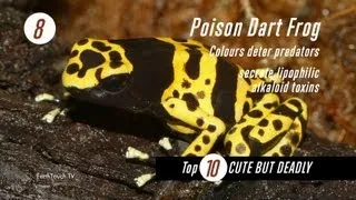 Top 10 Cute but Deadly Animals | The Countdown Show Ep2