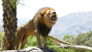 Dangerous Male Lion | Lion roaring sound | San Diego Zoo Safari Park California