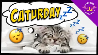 Cute Cat Compilation of the Week...Caturday!