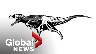 New dinosaur species similar to T-rex discovered, but 20 million years older