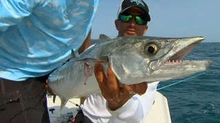 Offshore Kingfish Fishing Videos off of Tampa Bay Florida