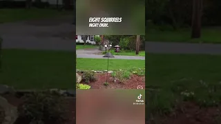 Tiktok - Squirrel VS Bird Feeder