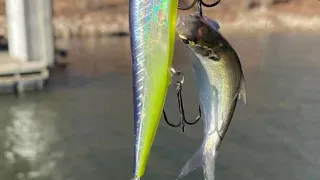 Fishing The Shad Spawn Sucks…(Don’t Listen To The Pros On This One)