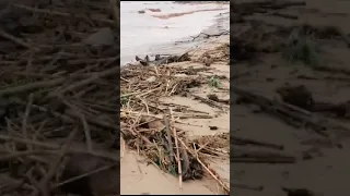 بالڤيديو..شاهد شاطئ السعيدية يتحول إلى حليب شيكولا👀👀🚨🚨